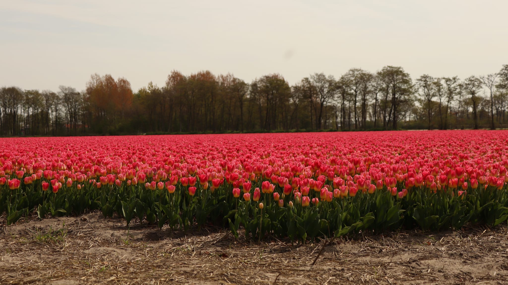 Extensión de tulipanes rojos y rosas en Lisse con árboles al fondo en primavera