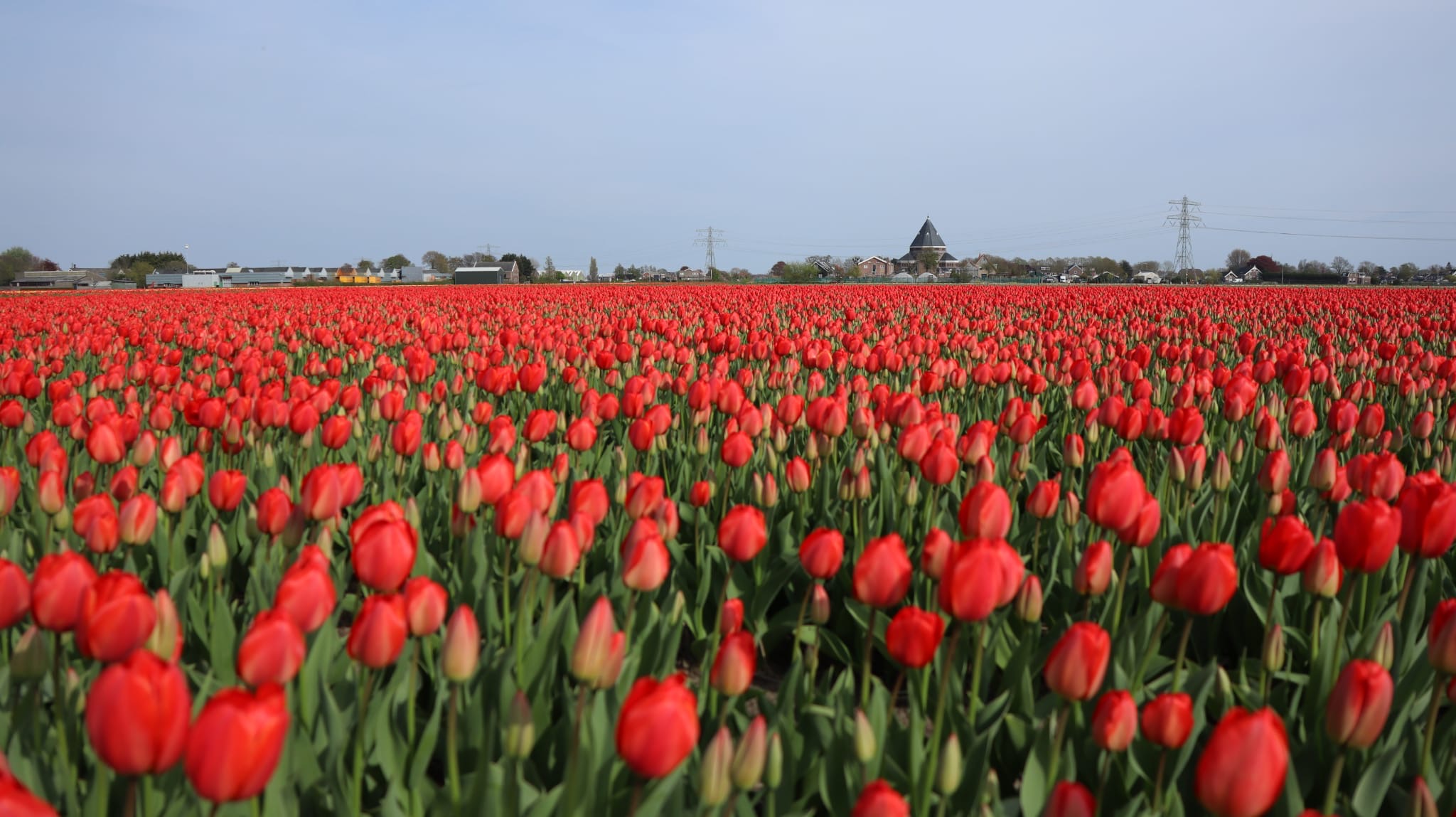 Campo de tulipanes rojos en Lisse en primavera con filas que se extienden hasta el horizonte