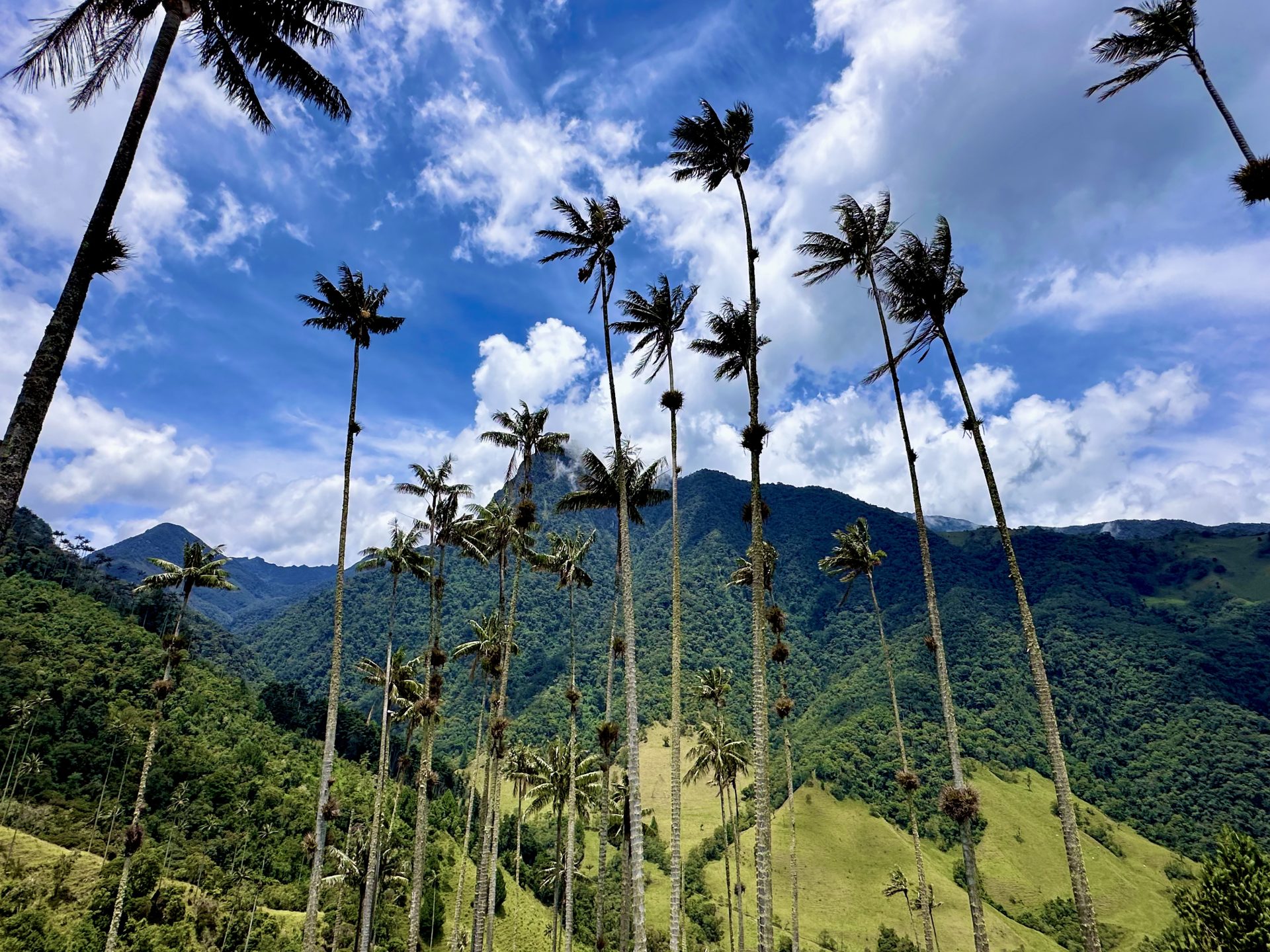 cocora