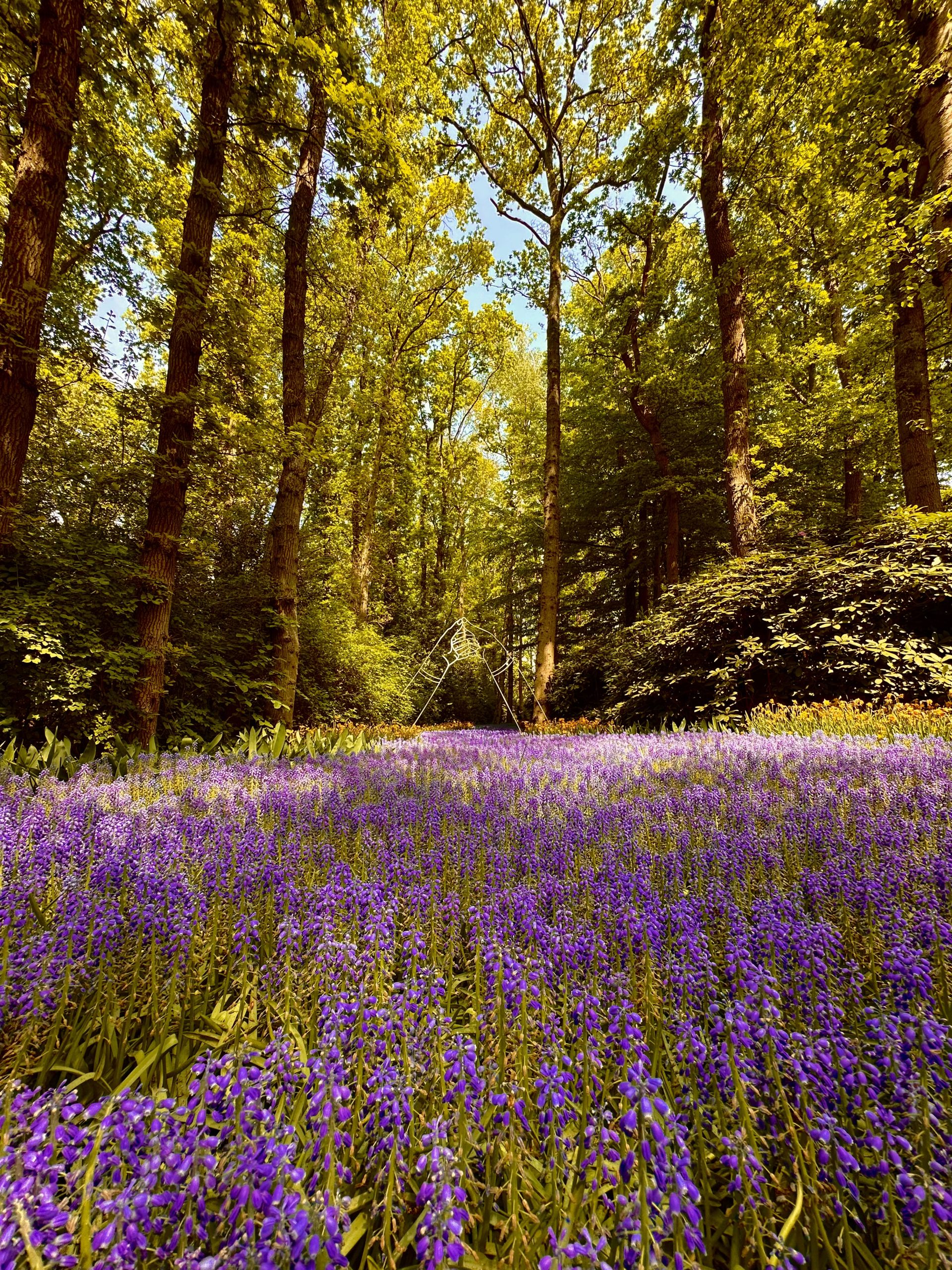 Camino rodeado de flores lilas y árboles en Keukenhof con escultura de manos al fondo
