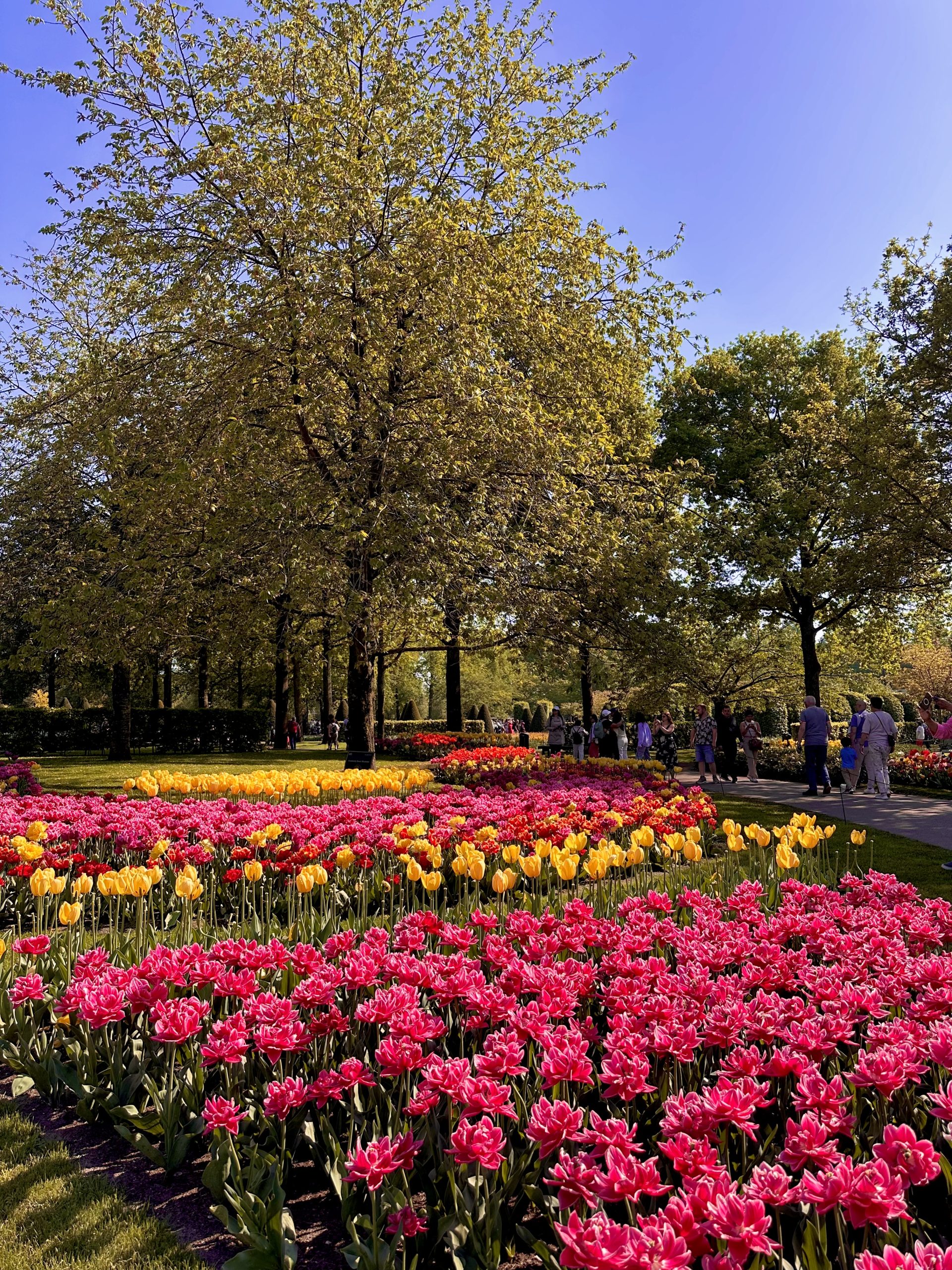 Visitantes paseando entre tulipanes amarillos y rosas en los jardines de Keukenhof en primavera