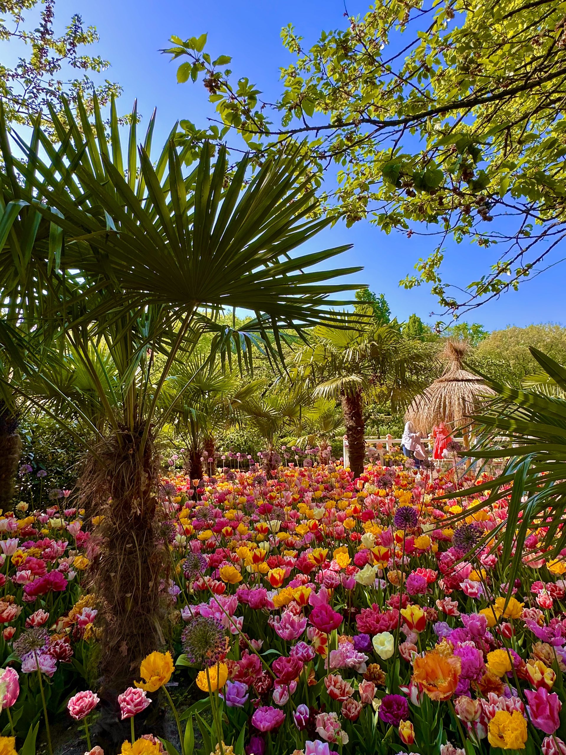 Tulipanes rosas, amarillos y blancos en los jardines de Keukenhof con palmeras al fondo