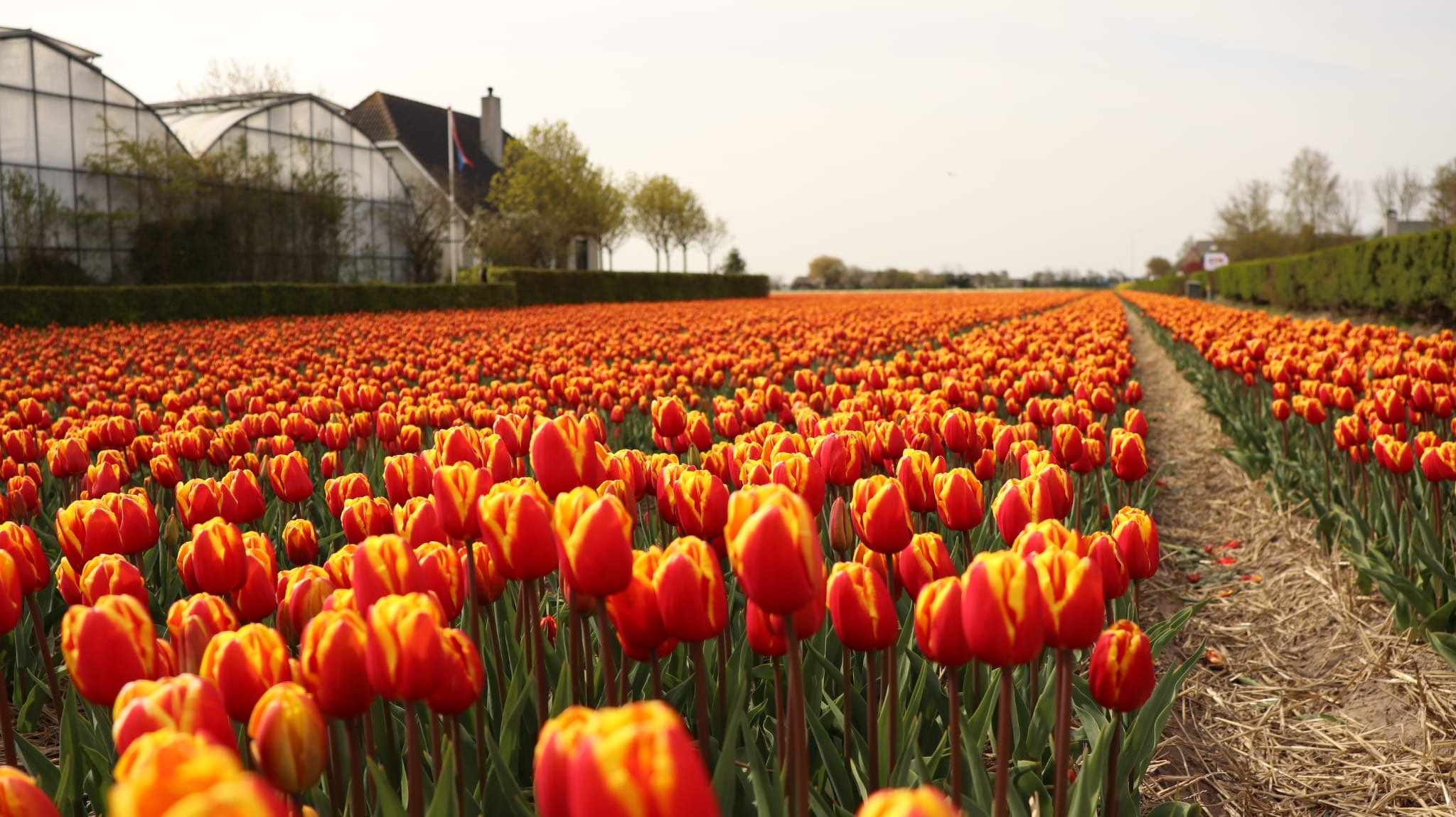 Tulipanes bicolor naranja y amarillo en filas de cultivo en Lisse, Países Bajos