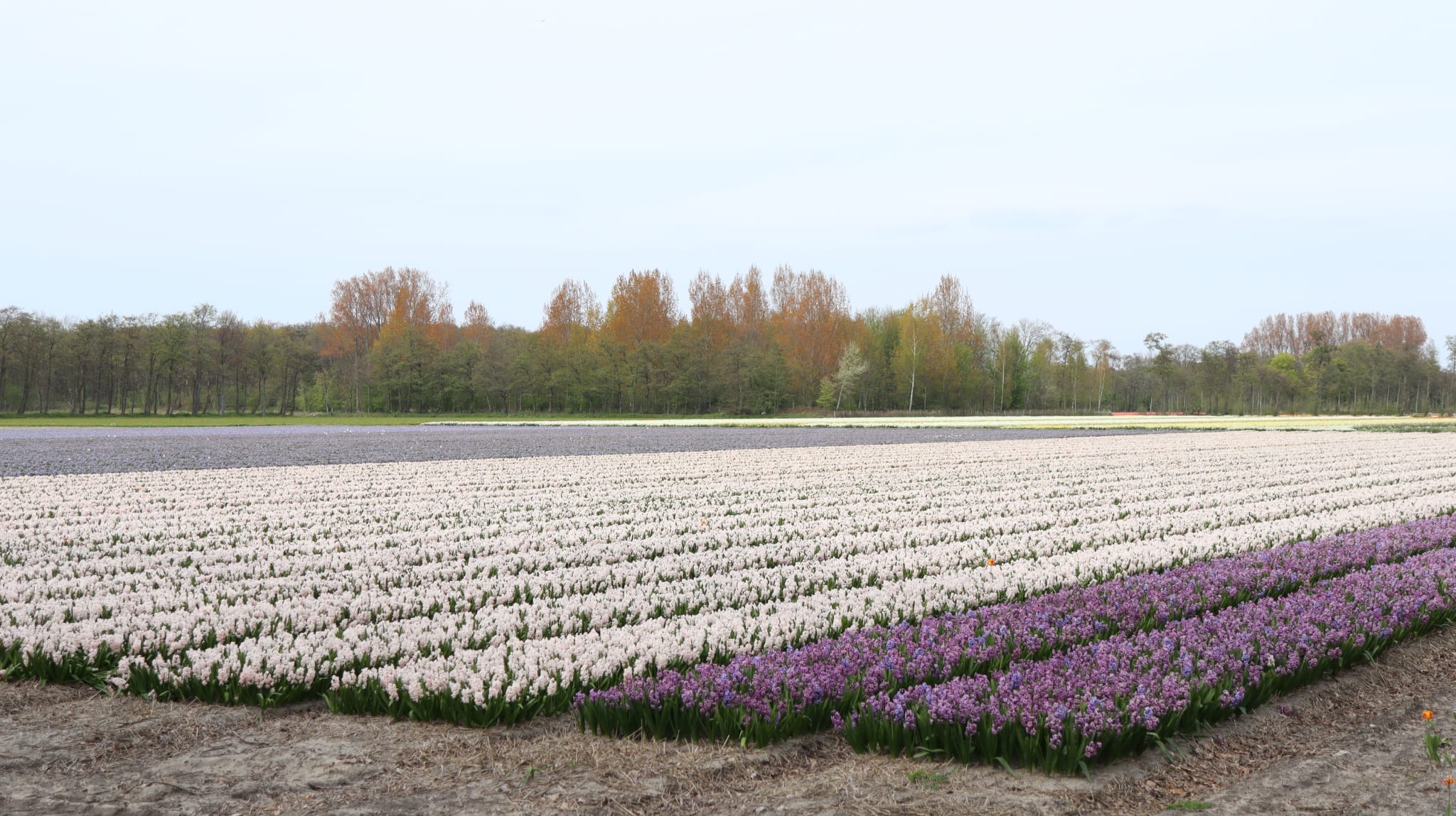 Filas de tulipanes lilas y blancos en los campos de Bollenstreek en primavera