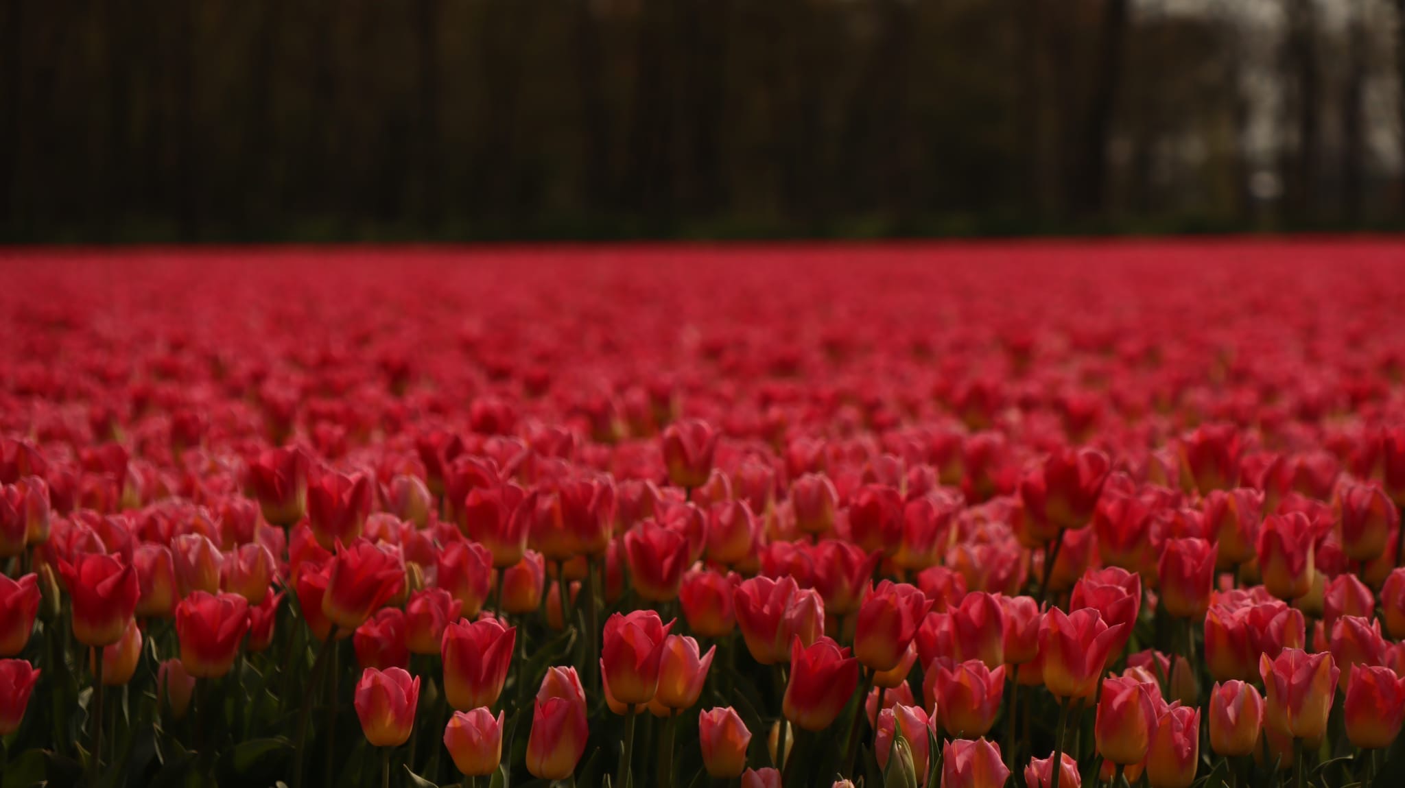 Detalle de tulipanes rosas y rojos en los campos de Lisse con fondo desenfocado